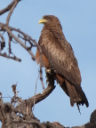 Yellow-billed-Kite (130 KB)