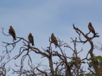 Yellow-billed-Kites-byJen (91 KB)