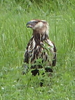 eagle probably (105 KB)