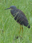 heron-yellow-legs (128 KB)