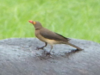 red-billed-Oxpecker (144 KB)