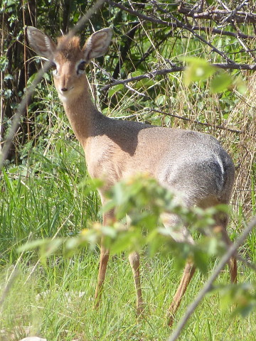 Dikdik1