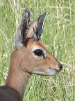 Dik-Dik Index