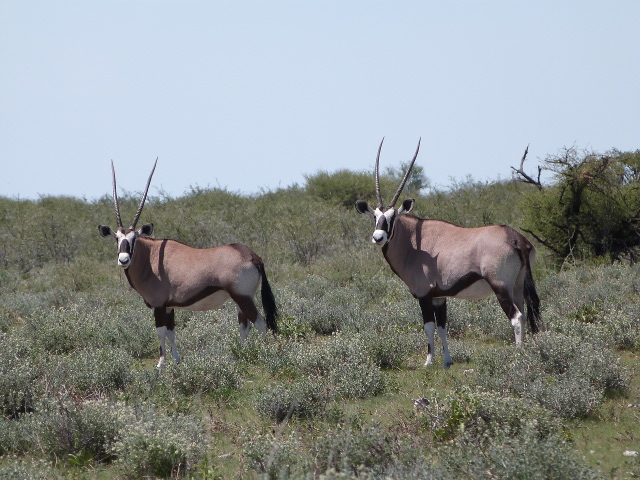 Two-Oryx