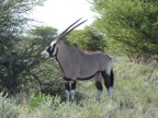 Gemsbok Index