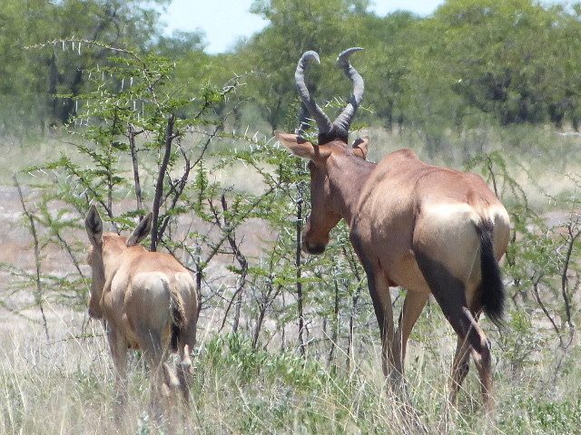 Calf-Adult