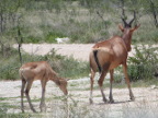 Hartebeest Index
