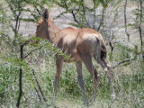 Calf (226 KB)