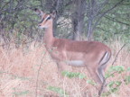 Impala Index