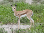 Springbok Index