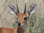 Antelope Index
