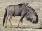 Wildebeest Index