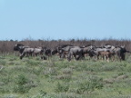 Herd (152 KB)
