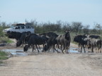 Roadblock (91 KB)