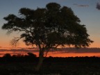 Sunset-Tree (87 KB)