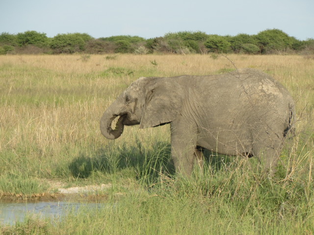Tuskless