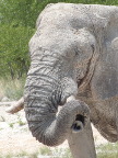 Twisted-Trunk (110 KB)