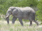 Elephant Index