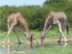 Drinkers (155 KB)