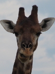 Face (91 KB)
