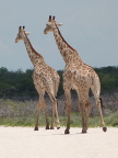 Road-Walkers (112 KB)