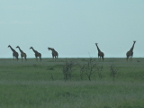 Silhouettes (155 KB)