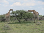 Treetop-Eaters (97 KB)