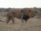 Lion Index