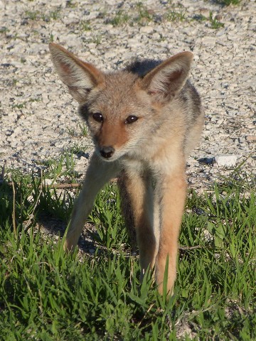 Black-backed-Jackal-face