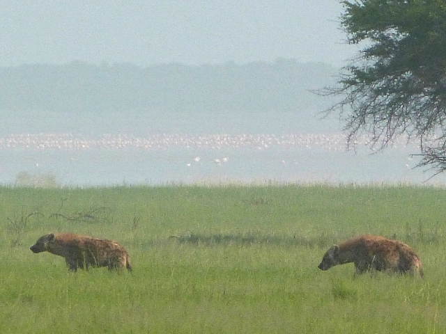 Hyena2