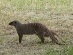 Barred-Mongoose (152 KB)