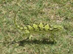 Chameleon2 (203 KB)