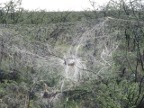 Communal-Spider-Web (191 KB)