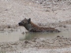 Hyena1 (191 KB)