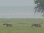 Hyena2 (166 KB)