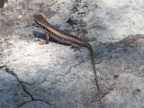 Little-Lizard (179 KB)