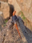 Lizard-rock (116 KB)