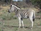 Zebra Index