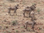Herd (182 KB)
