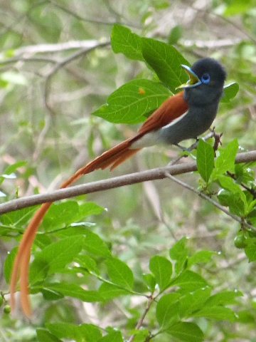 Paradise-Flycatcher