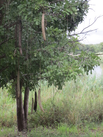 Sausage-Tree