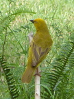 Canary (120 KB)
