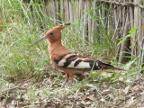 Hoopoe