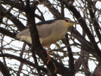 Night-Heron