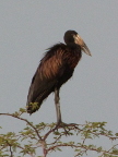 Open-billed (119 KB)