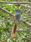 Paradise-female