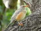 Thrush (182 KB)
