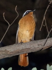 White-browed-Robin-chat (110 KB)
