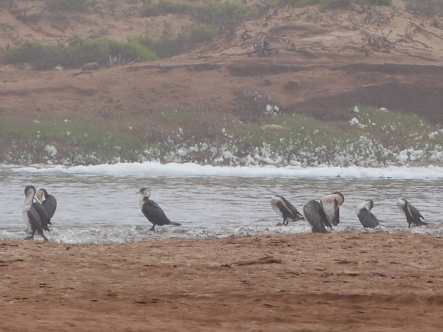 Great-Cormorants