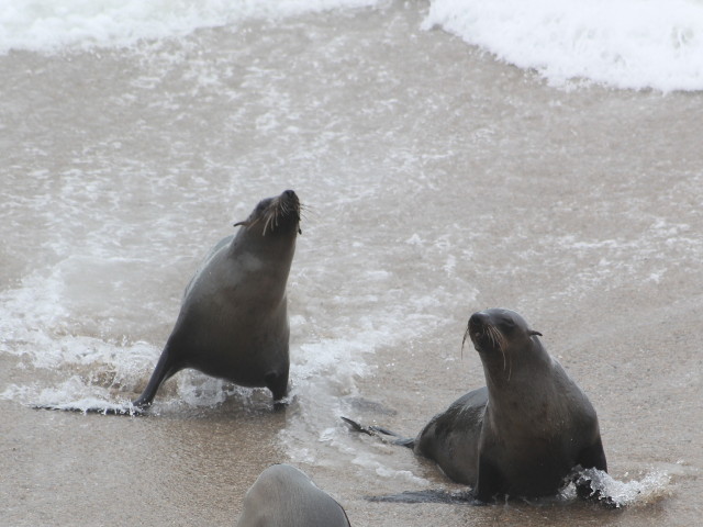 Surfers